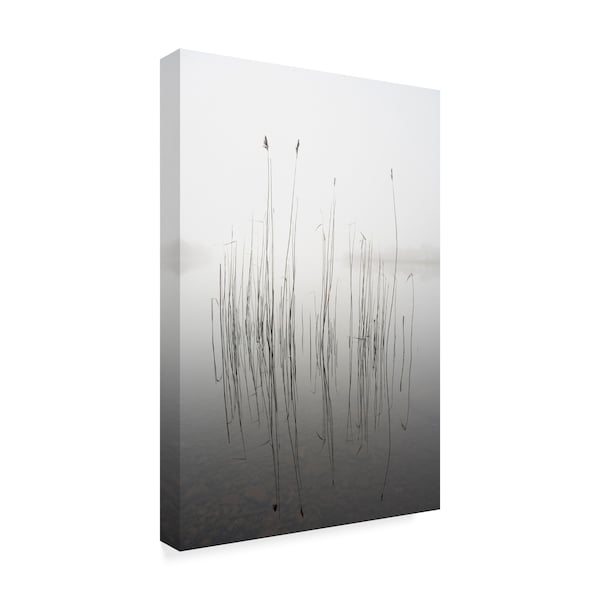 David Ahern 'Silence Grass' Canvas Art,30x47